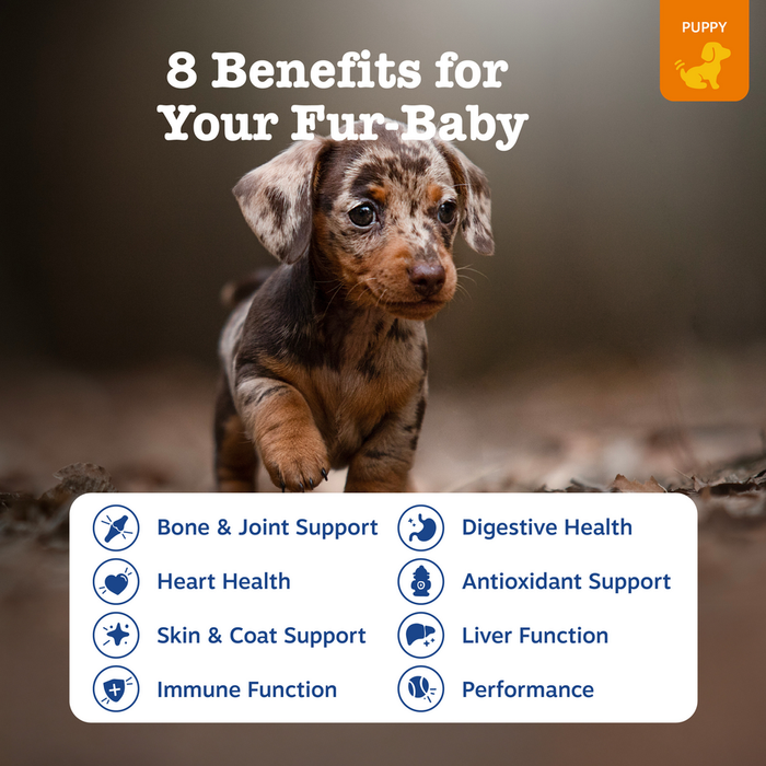 Small black and tan puppy with text overlay listing eight health benefits including bone support, digestive health, and heart