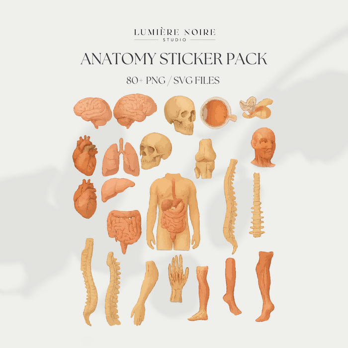 80+ Anatomy Stickers – Human Body Illustrations | SVG + PNG | Transparent Medical Clipart | Digital Download