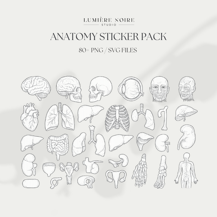 80+ Anatomy Stickers – Human Body Illustrations | SVG + PNG | Transparent Medical Clipart | Digital Download