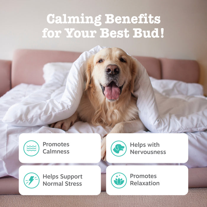 Golden Retriever wrapped in white bedding on a pink couch with benefit icons displayed below.