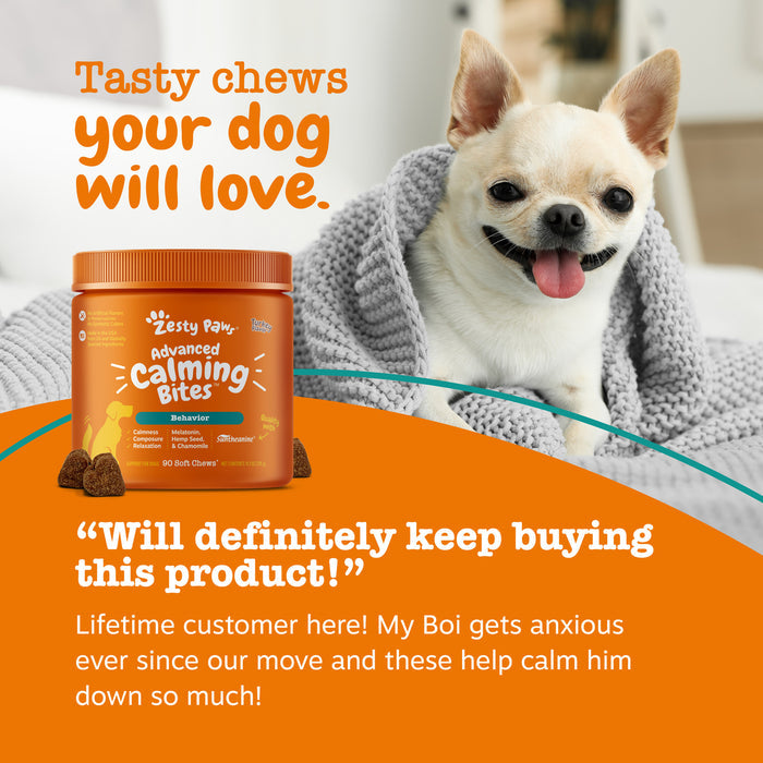 White Chihuahua wrapped in gray blanket next to orange jar of Advanced Calming Bites dog treats.