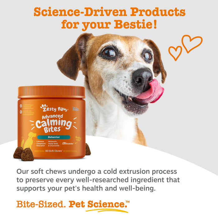 Orange bottle of Advanced Calming Bites soft chews next to brown and white dog with tongue out.