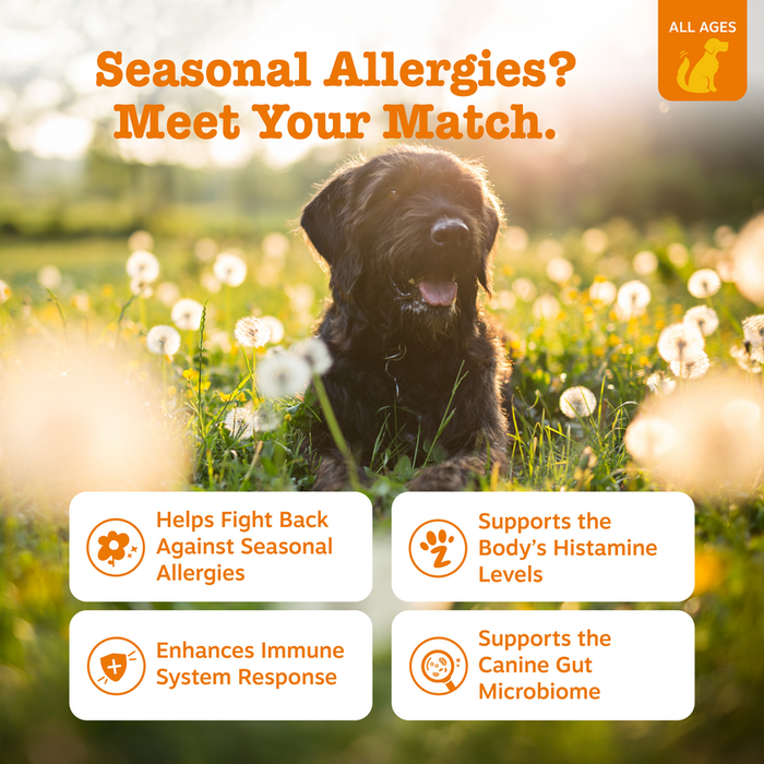 Black dog in field of white dandelions with text overlay about allergy and immune support benefits.