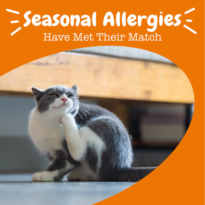 Gray and white cat sitting outdoors with text "Seasonal Allergies Have Met Their Match" on orange background.