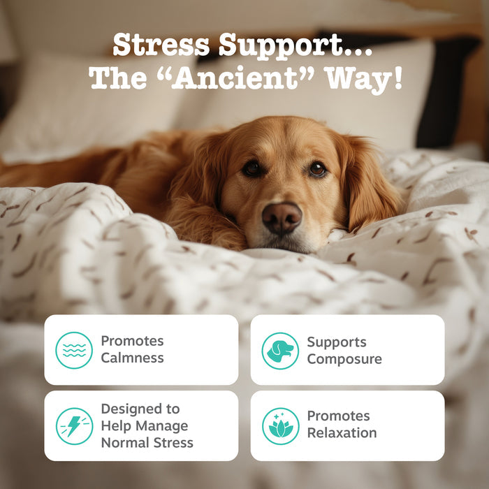Golden retriever resting on white bedding with product benefit icons displayed below.