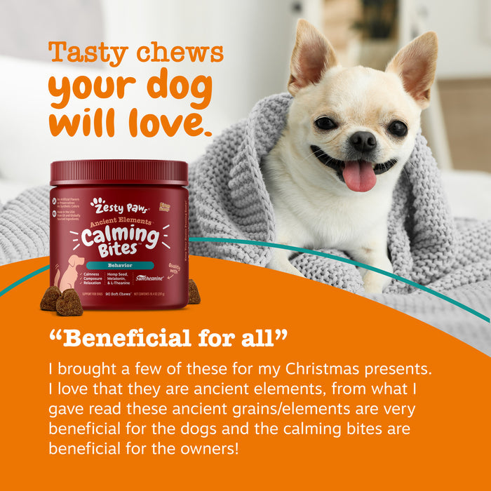 Small white and tan Chihuahua wearing gray sweater next to red jar of dog treats on orange surface.