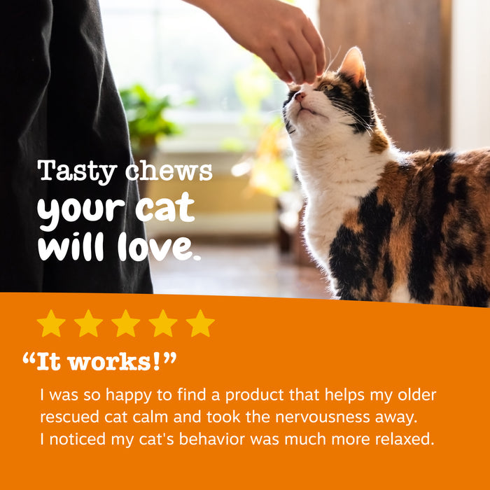 Brown and white tabby cat being hand-fed a treat by a person indoors near a window.