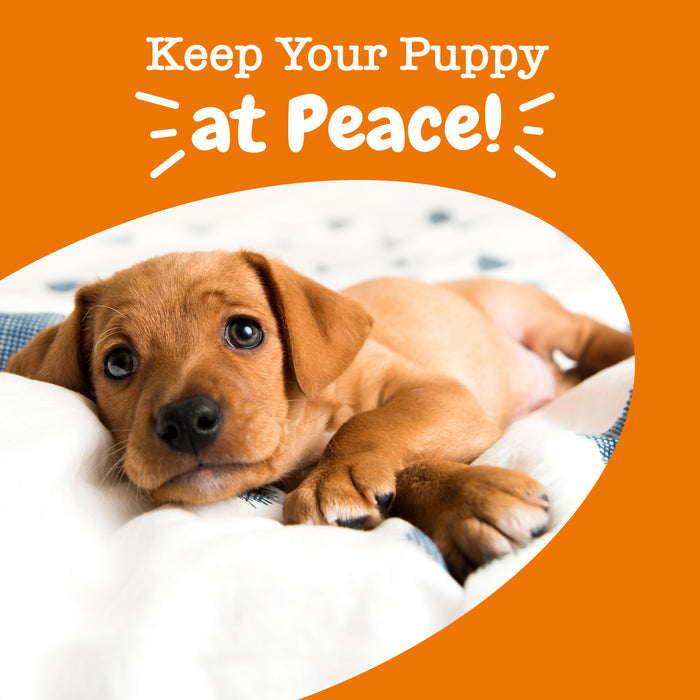 Brown puppy lying on white bedding against orange background with white text overlay.