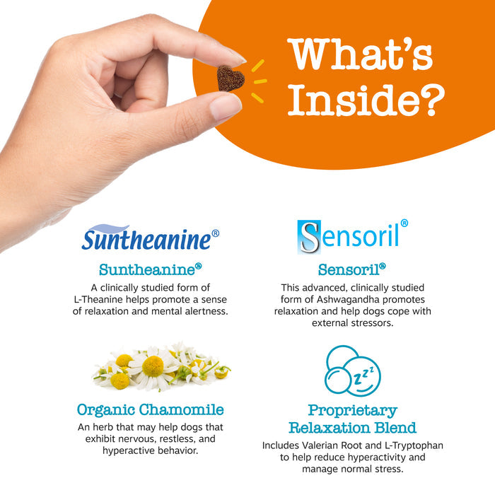Hand holding small brown puppy treat next to orange banner with ingredient information for Suntheanine, Sensoril, chamomile,