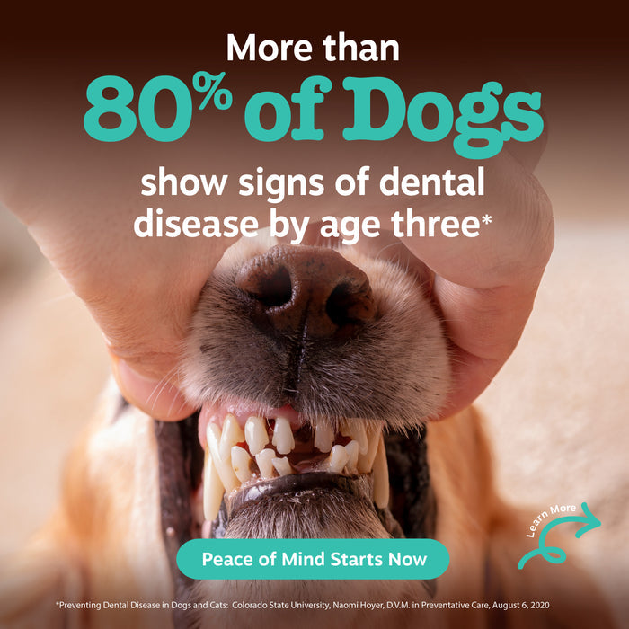 Close-up of dog's open mouth showing teeth and gums with human hands holding jaw open.