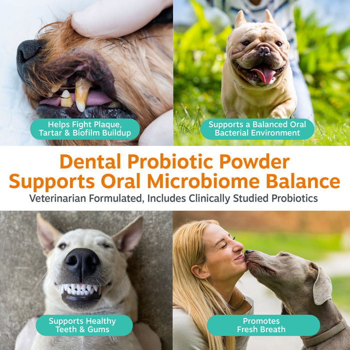 White container of dental probiotic powder with four photos showing dog teeth, smiling dogs, and human-dog interaction.