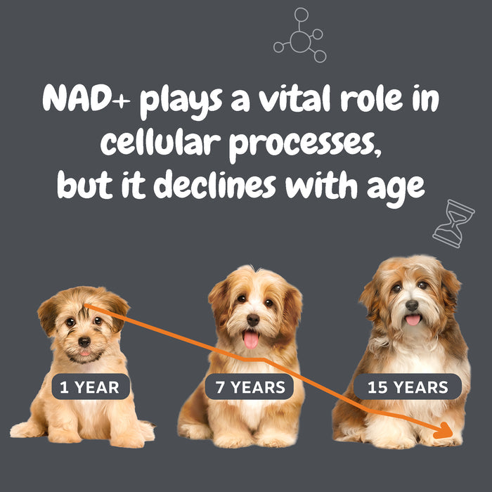 Three dogs at different ages (1, 7, and 15 years) with a declining orange line graph showing NAD+ levels across lifespan.