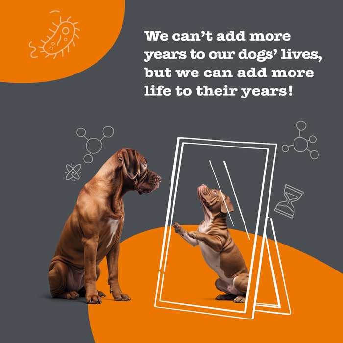 Brown dog looking at smaller dog in mirror with molecular and DNA graphics on orange and gray background.