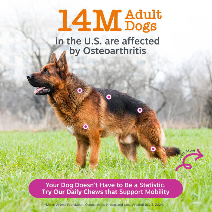 German Shepherd standing on grass with purple circles marking joint areas and text about osteoarthritis in dogs.