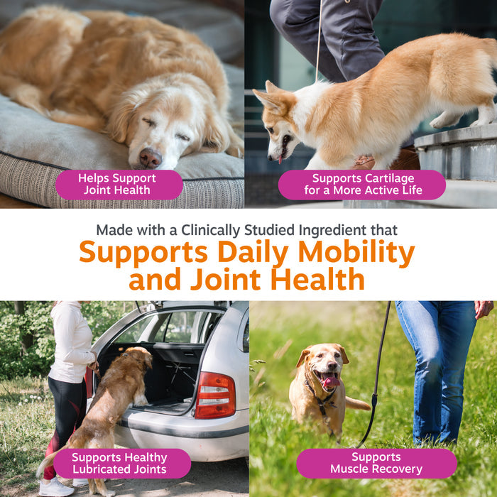 Four photos of dogs in different scenarios: resting dog, standing dog, dog entering car, and dog on leash outdoors.