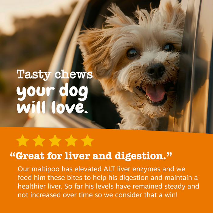 Small tan and white dog with fluffy coat looking out of car window with tongue out.