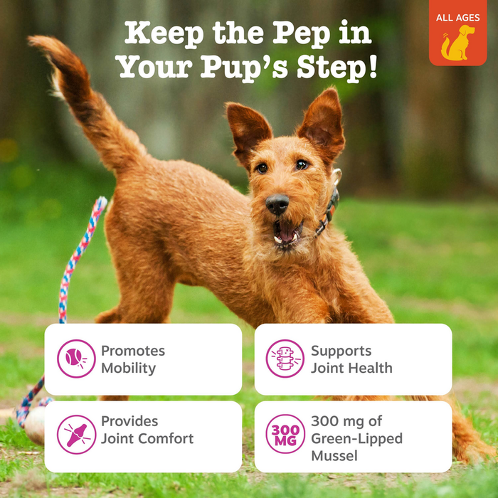 Brown dog on leash in grass with product benefit icons for mobility, joint health, comfort, and green-lipped mussel content.