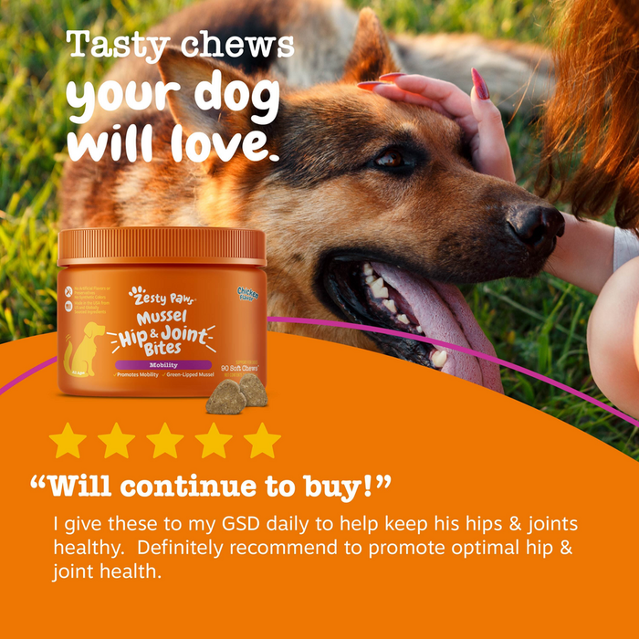 Orange jar of Mussel Hip & Joint Bites with dog treat pieces, being offered to a brown dog outdoors.