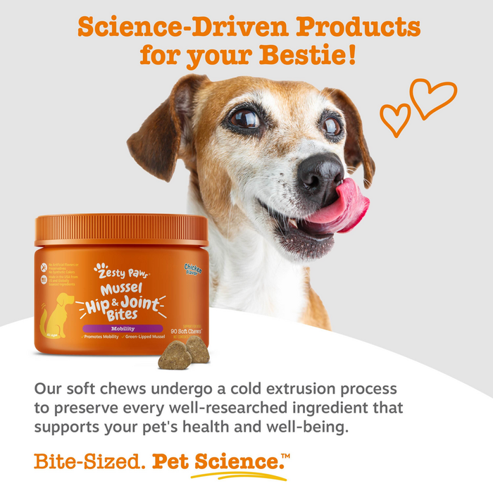 Orange bottle of Zesty Paws Mussel Hip & Joint Bites with brown and white dog and soft chew treats.