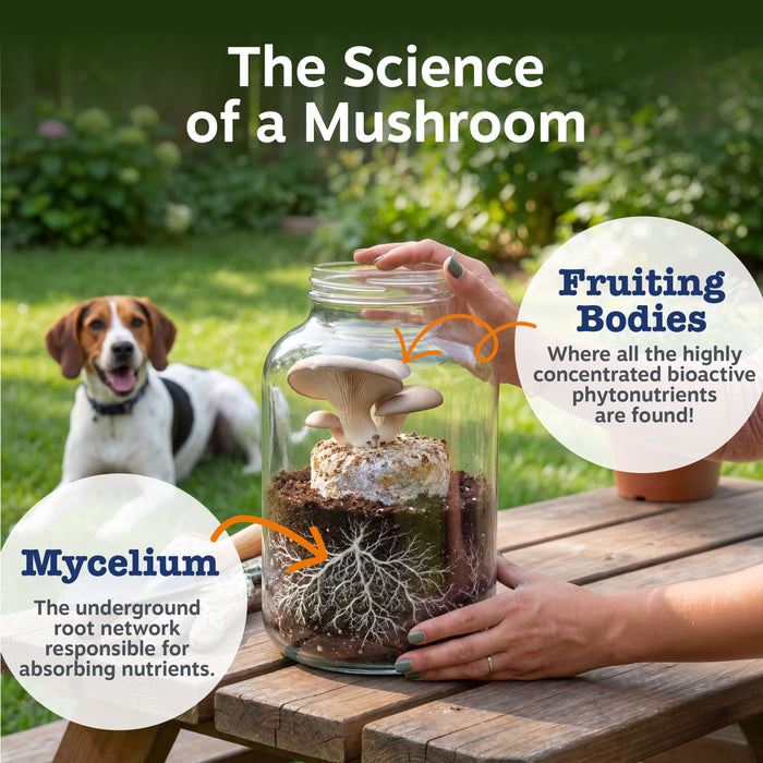 Person holding glass jar with mushroom, mycelium, and soil; dog in background on grass.