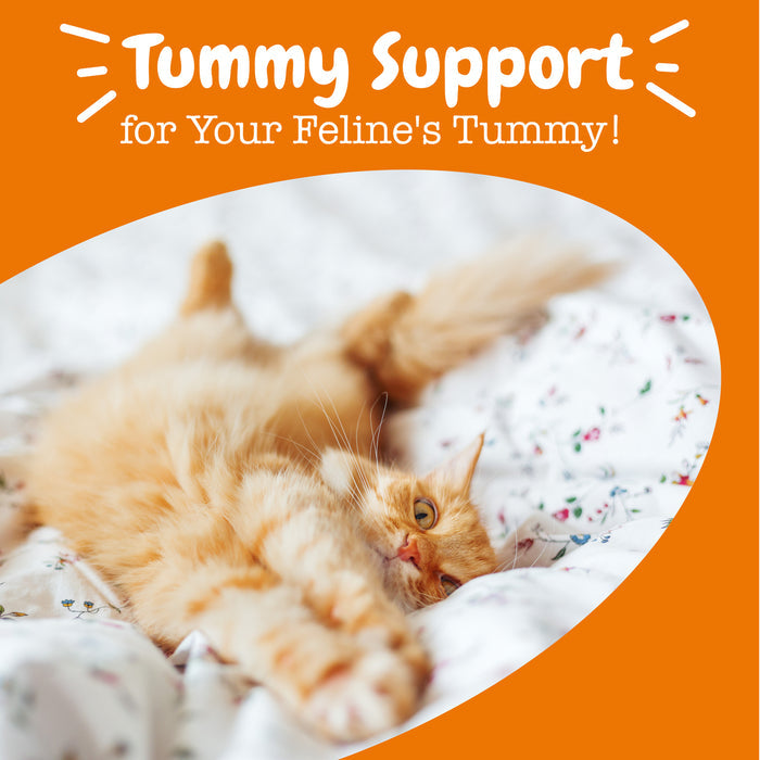 Orange tabby cat lying on a white patterned blanket against an orange background.