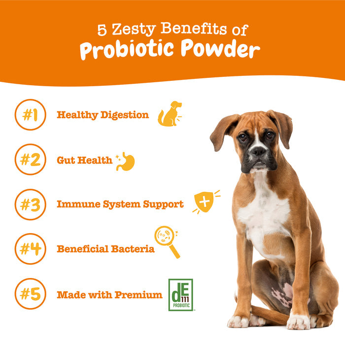 Brown and white dog sitting next to orange banner listing five probiotic powder benefits with icons.