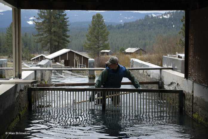 McFarland Springs, Trout Dogs - SEATOPIA