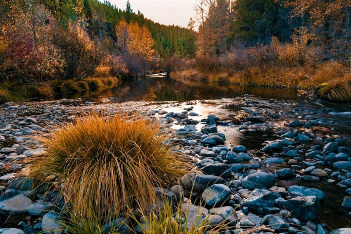 McFarland Springs, Trout Dogs - SEATOPIA
