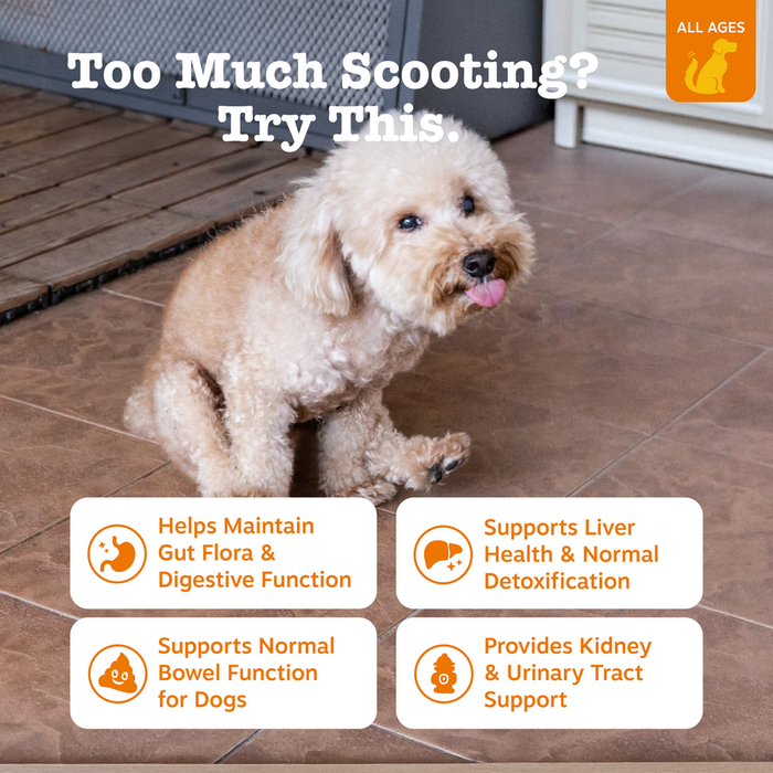Cream and tan curly-haired dog standing on tile floor with tongue out.