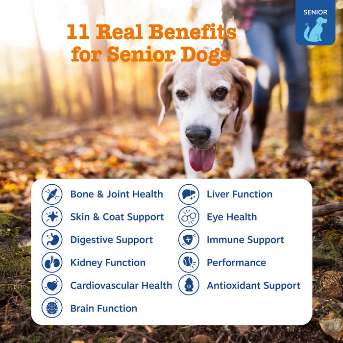 Senior dog with graying muzzle outdoors with text listing multivitamin benefits for bone, joint, liver, skin, coat, and other