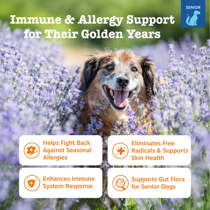 Senior dog with graying muzzle in lavender field with product benefits text and icons displayed.