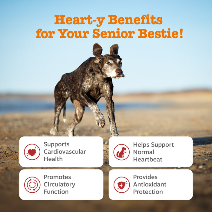 Senior dog with gray muzzle running on beach with text describing cardiovascular and antioxidant health benefits.