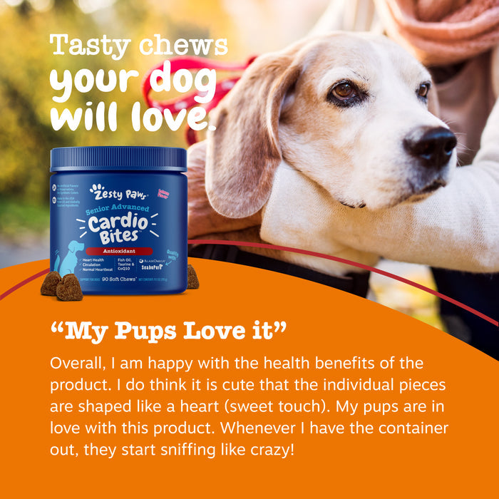 Blue jar of Zesty Paws Senior Advanced Cardio Bites with brown heart-shaped chews next to senior dog being held by person out