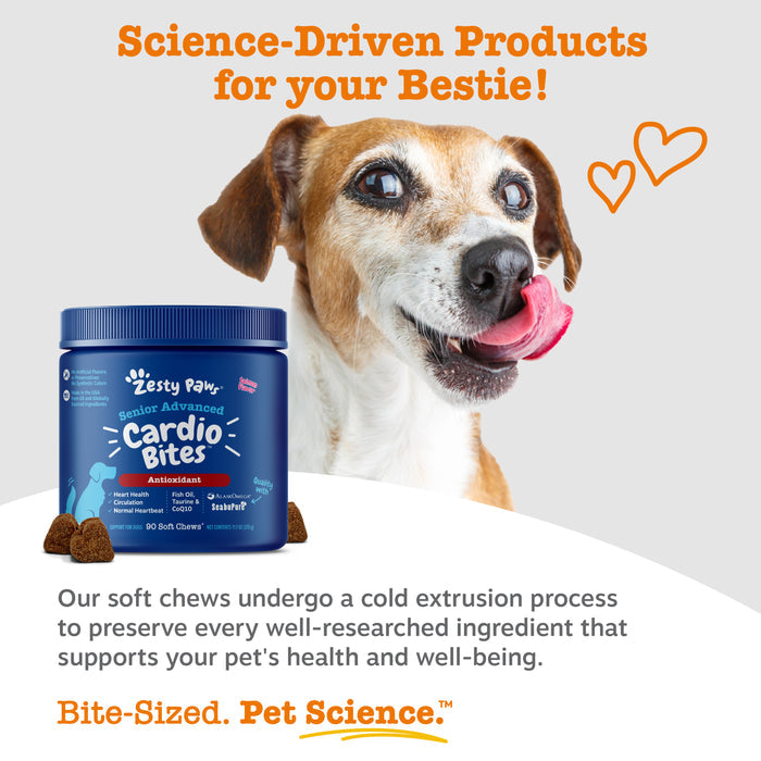 Blue container of Zesty Paw Senior Advanced Cardio Bites with brown soft chews displayed next to senior dog with tan and whit