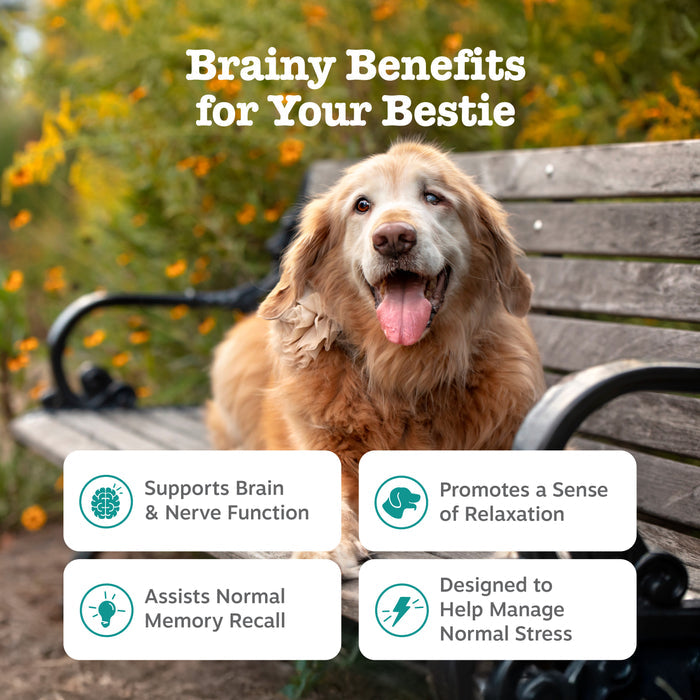 Senior dog with tan and white fur sitting on bench with yellow flowers in background and benefit claims displayed.