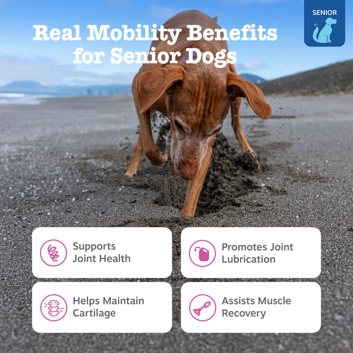 Brown senior dog walking on beach with benefit claim text and icons overlay.