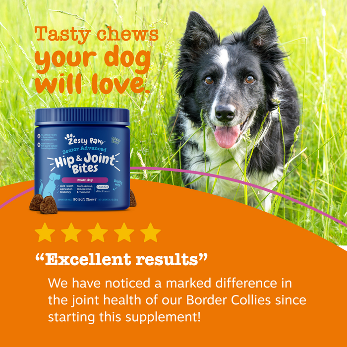 Blue jar of Senior Advanced Hip & Joint Bites with black and white dog in grass background and brown chew treats displayed.