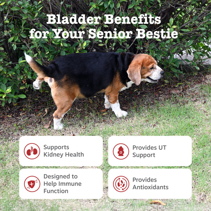 Senior dog with brown and black coat standing on grass with benefit claim text and icons overlay.