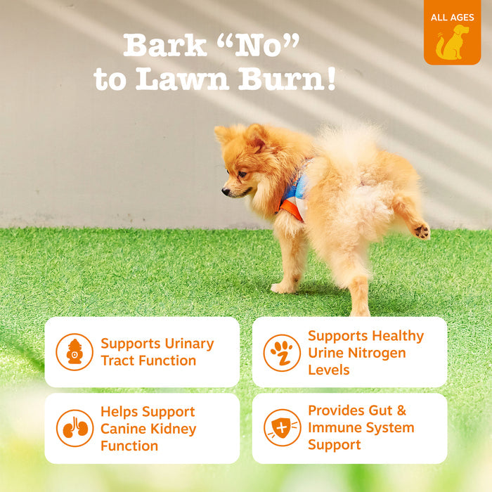 Small tan dog standing on artificial green turf wearing a blue and red collar.