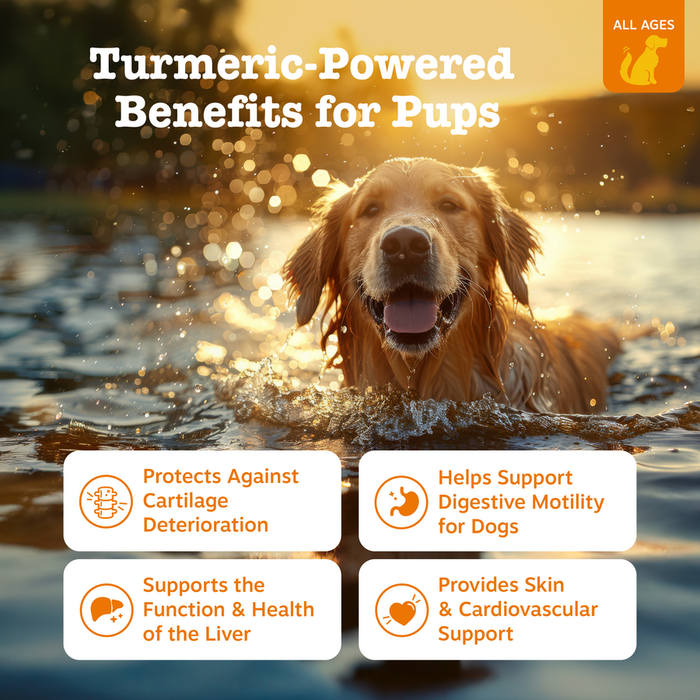 Golden retriever in water with text overlay describing turmeric benefits for dogs.