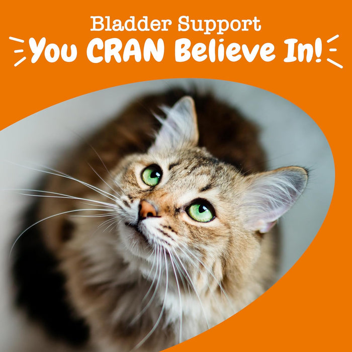 Tabby cat with green eyes looking upward against orange background with text overlay.