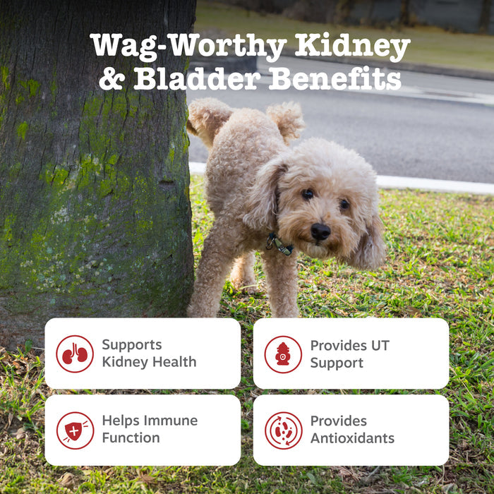 Tan curly-haired dog standing outdoors next to a tree with benefit claims displayed below.