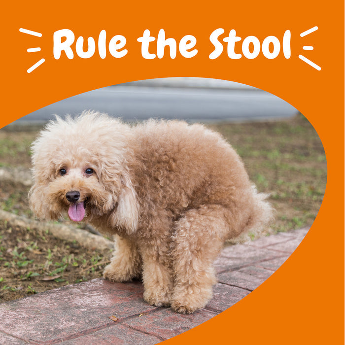 Tan curly-haired dog standing outdoors with tongue out on a brick pathway.