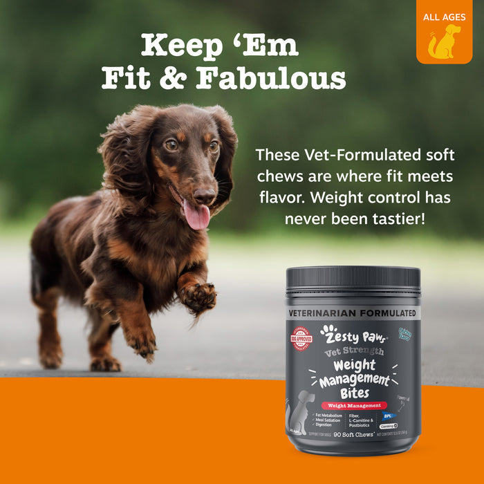 Brown and tan dog with tongue out next to gray container of weight management bites on orange and green background.