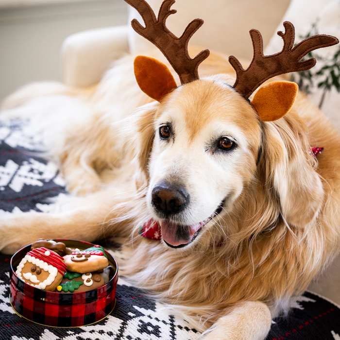 Wufers 12-Day Advent for Dogs | Giftable Santa's Silly Crew Cookie Box (12pk)